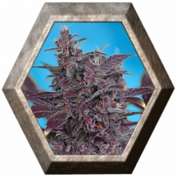 Auto Black Cream 3 semillas Sweet Seeds  SWEET SEEDS  SWEET SEEDS