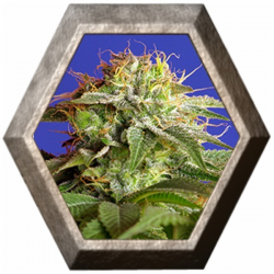 Green Poison Fast Version 3 semillas Sweet seeds SWEET SEEDS  SWEET SEEDS