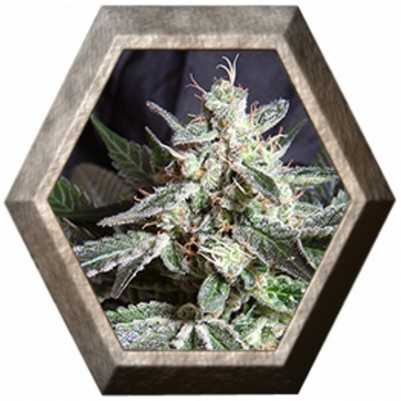 Black Jack Fast Version 3 semillas Sweet seeds SWEET SEEDS  SWEET SEEDS