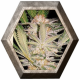 S.A.D. Fast Version 3 semillas Sweet seeds SWEET SEEDS  SWEET SEEDS