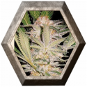 S.A.D. Fast Version 3 semillas Sweet seeds