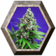 Killer Kush Fast Version 3 semillas Sweet seeds SWEET SEEDS  SWEET SEEDS