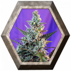 Sweet Skunk Fast Version 3 semillas Sweet seeds SWEET SEEDS  SWEET SEEDS