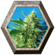 Ice Cool Auto 3 semillas Sweet seeds SWEET SEEDS  SWEET SEEDS