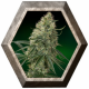 Sin Tra Bajo Auto 1 semilla Barney's Farm Seeds BARNEY´S FARM SEEDS  BARNEY´S FARM