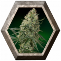 Sin Tra Bajo Auto 1 semilla Barney's Farm Seeds