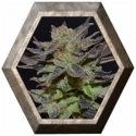 Auto Lavender 1 semilla CBD Seeds