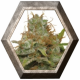 Kali Dog 1 semilla Royal Queen Seeds ROYAL QUEEN SEEDS ROYAL QUEEN SEEDS