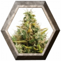 Royal Ak Auto 1 semilla Royal Queen Seeds