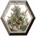 Royal Bluematic Auto 1 semilla Royal Queen Seeds