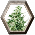 Royal Critical Auto 1 semilla Royal Queen Seeds