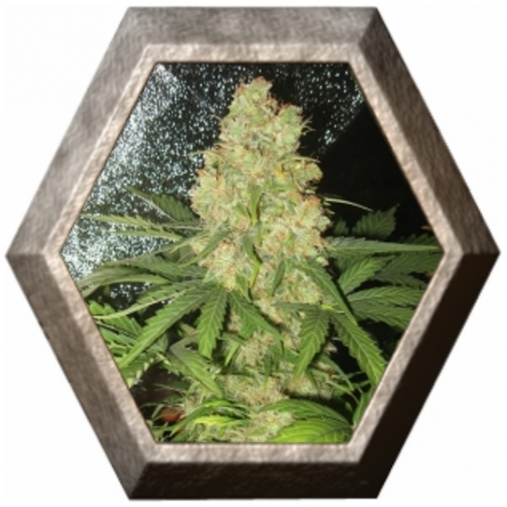 Royal Dwarf Auto 1 semilla Royal Queen Seeds ROYAL QUEEN SEEDS ROYAL QUEEN SEEDS