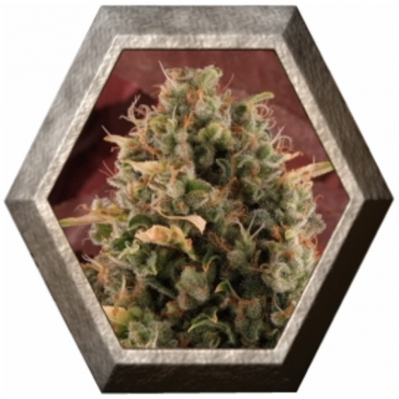 Royal Moby 1 semilla Royal Queen Seeds ROYAL QUEEN SEEDS ROYAL QUEEN SEEDS