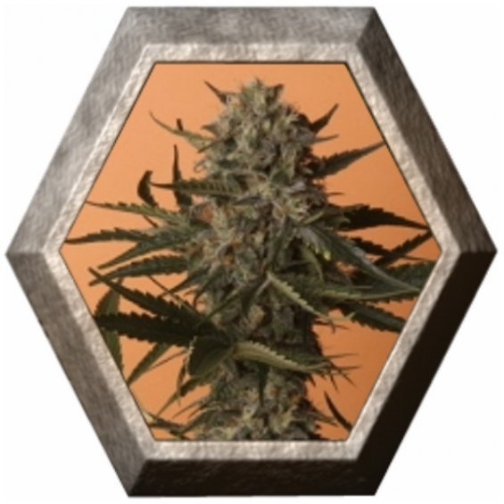 Shining Silver Haze 1 semilla Royal Queen Seeds ROYAL QUEEN SEEDS ROYAL QUEEN SEEDS