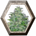 Skunk XL 1 semilla Royal Queen Seeds