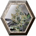 Sour Diesel 1 semilla Royal Queen Seeds