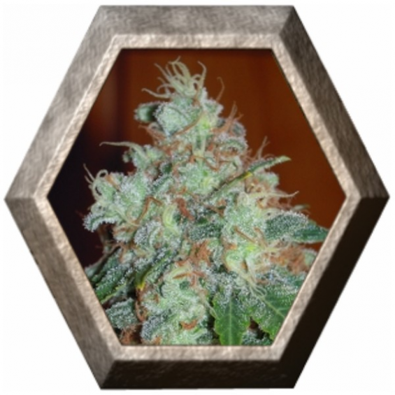 Special Kush 1 1 semilla Royal Queen Seeds ROYAL QUEEN SEEDS ROYAL QUEEN SEEDS