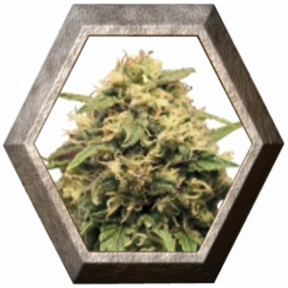 Special Queen 1 1 semilla Royal Queen Seeds ROYAL QUEEN SEEDS ROYAL QUEEN SEEDS