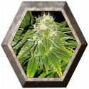 White Widow 1 semilla Royal Queen Seeds