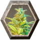 Kritical Max Auto 1 semilla Venus Seeds VENUS SEEDS VENUS SEEDS