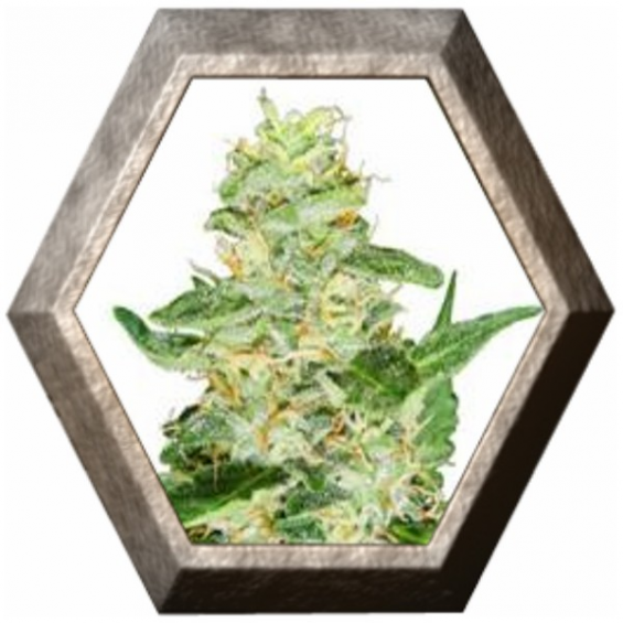 Super Skunk Auto 3 semillas Sensi Seeds SENSI SEEDS SENSI SEEDS