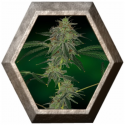 Blue Mammoth Auto 1 semilla Barney's Farm Seeds