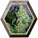 Critical Kush Auto 1 semilla Barney's Farm Seeds