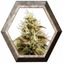 Royal Jack Auto 1 semilla Royal Queen Seeds