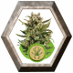 White Widow Auto 1 semilla Royal Queen Seeds ROYAL QUEEN SEEDS ROYAL QUEEN SEEDS