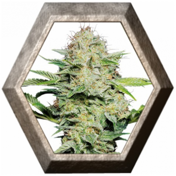 Sensi Skunk Auto 3 semillas Sensi Seeds SENSI SEEDS SENSI SEEDS