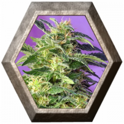 Killer Kush Auto 3 semillas Sweet seeds SWEET SEEDS  SWEET SEEDS