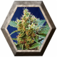 Cream Mandarine XL Auto 3 semillas Sweet seeds SWEET SEEDS  SWEET SEEDS