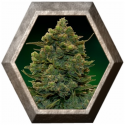 Blue Cheese Auto 1 semilla Barney's Farm Seeds