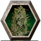 NYC Diesel Auto 1 semilla Barney's Farm Seeds BARNEY´S FARM SEEDS  BARNEY´S FARM