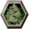 Cookies Kush 1 semilla Barney's Farm Seeds