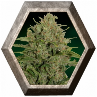barney farms seeds review