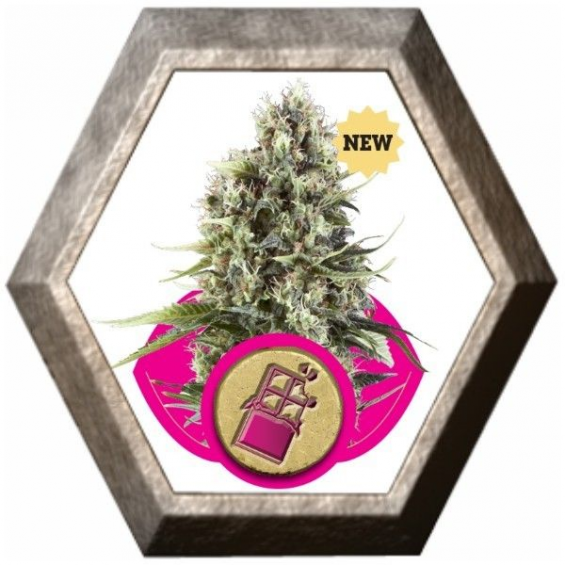 Chocolate Haze 1 semilla Royal Queen Seeds ROYAL QUEEN SEEDS ROYAL QUEEN SEEDS