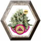 Critical Kush 1 semilla Royal Queen Seeds ROYAL QUEEN SEEDS ROYAL QUEEN SEEDS