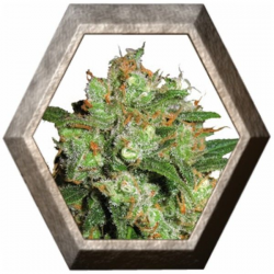 Sensi Skunk 3 semillas Sensi Seeds SENSI SEEDS SENSI SEEDS