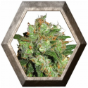 Sensi Skunk 3 semillas Sensi Seeds