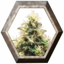 Somango XL 1 semilla Royal Queen Seeds