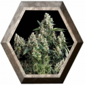 Auto Tutankhamon 1 semilla Pyramid Seeds