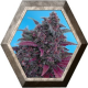 Auto Dark Devil 3 semillas Sweet Seeds  SWEET SEEDS  SWEET SEEDS