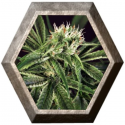 Amnesia 7 3 semillas Exotic Seeds