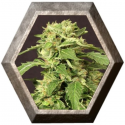 Exotic Tai 3 semillas Exotic Seeds