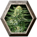 Gipsy Widow 3 semillas Exotic Seeds