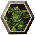 Green Gummy 3 semillas Exotic Seeds