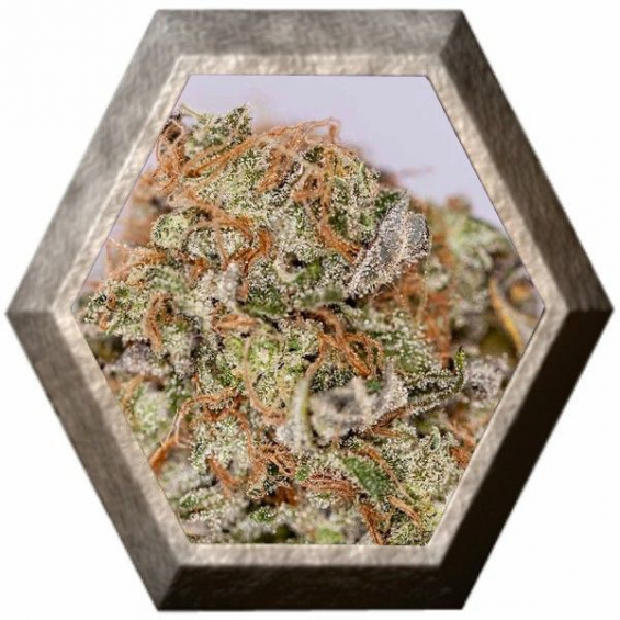 Grandaddy Purple 3 semillas Blim Burn Seeds BLIM BURN SEEDS BLIM BURN