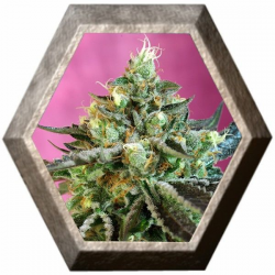 Sweet Nurse Auto CBD 3 semillas Sweet Seeds SWEET SEEDS  SWEET SEEDS