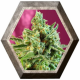 S.A.D. CBD 3 semillas Sweet Seeds SWEET SEEDS  SWEET SEEDS